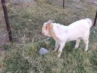 تيس, Boer goat — الصورة 1