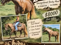 Stute, Kentucky mountain daddle horse — Foto 1