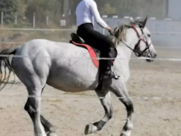 Mare, Horses