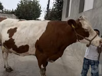 गाय, Simmental cattle — फ़ोटो 5