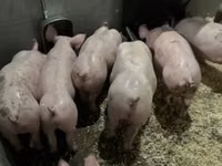 Cerdos (lote, sexo no especificado) — foto 6