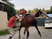 Horse (M), Karabair horse — photo 7