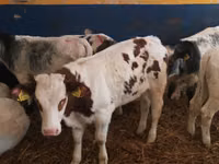 सांड, Simmental cattle — फ़ोटो 3