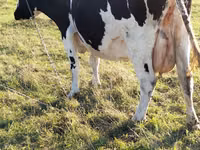 Vaca, Raza Holstein — foto 1