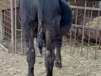 Bulle, Aberdeen-Angus — Foto 4