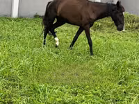 Mare, Horses — photo 1