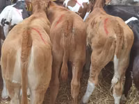 Rinder (Partie, Geschlecht nicht angegeben), Simmental cattle — Foto 4