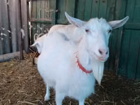 عنزة, Saanen goat — الصورة 2