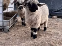 भेड़, Valais Blacknose sheep — फ़ोटो 3