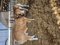 Toro, Partenaise cattle — foto 6