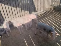 मादा सूअर, सूअर — फ़ोटो 1