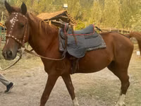 Horse (M), Karabakh horse — photo 3