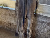 Bull, Alatau breed — photo 6