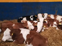 सांड, Simmental cattle — फ़ोटो 1