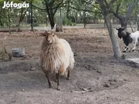 كبش, Racka sheep — الصورة 2