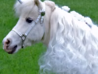 Mare, Miniature horse — photo 2