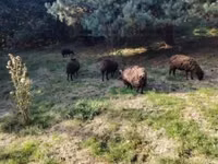 Schaf, Ouessant sheep — Foto 8
