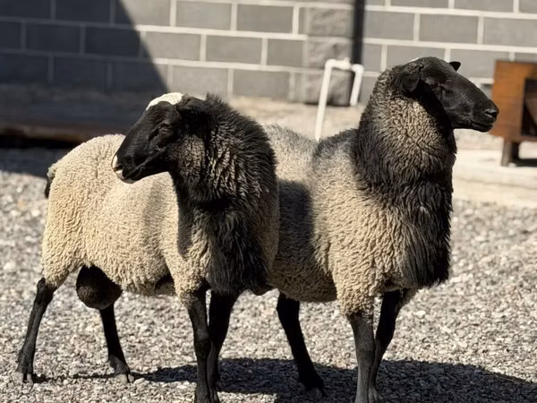 Carnero, Hissar sheep