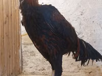 Chickens — Foto 7
