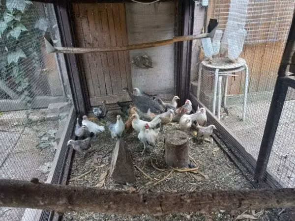 Голландский миниатюрный