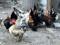 Chickens — फ़ोटो 1