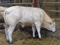 Toro, Blonde d’Aquitane cattle — foto 5