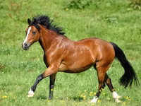 Yegua, Horse breed — foto 4