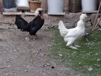 Chickens — الصورة 1