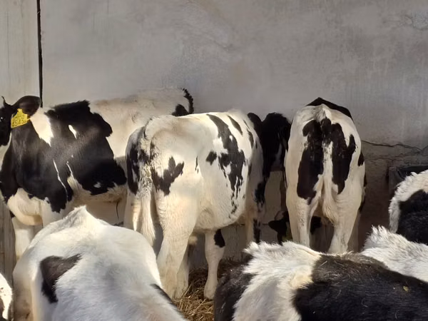 Toro, Russian Black pied cattle