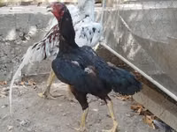 Chickens — الصورة 1