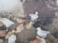 Chickens — Foto 4