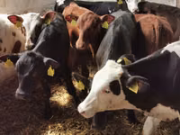 Bulle, Simmental cattle — Foto 6