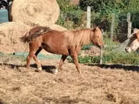 Mare, Horses — photo 4