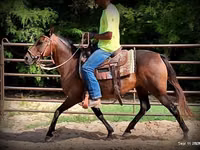 Mare, Quarter Horse — photo 8
