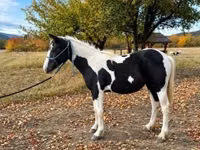 Yegua, Gypsy horse — foto 1