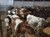 Bovinos (lote, sexo no especificado), Russian Black pied cattle — foto 4