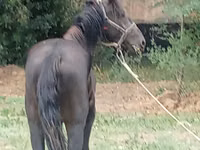 घोड़ा, Priob horse — फ़ोटो 3