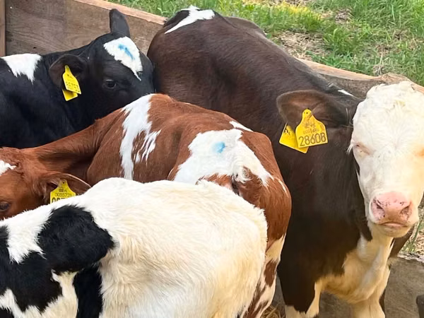 Cattle (batch, sex not specified), Simmental cattle
