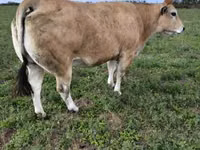 Bulle, Partenaise cattle — Foto 4