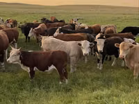 Toro, Raza Auliékol — foto 2