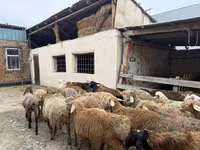 كبش, Rhon sheep — الصورة 8