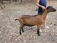 عنزة, Alpine goat — الصورة 2