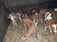 Bull, Cattle — photo 3
