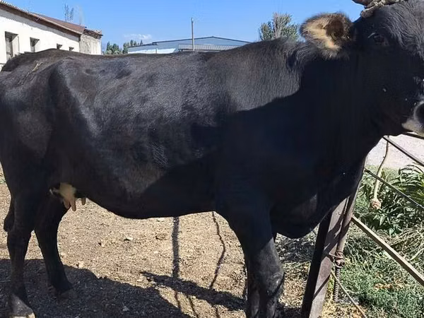 Kuh, Holstein-Rasse