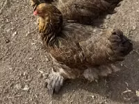 براهما — الصورة 1