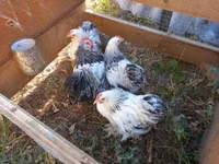 Pekin Bantam — photo 1