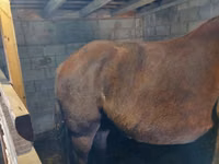 Caballo, Vladimir heavy draft — foto 6