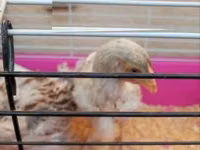 وياندوت — الصورة 2