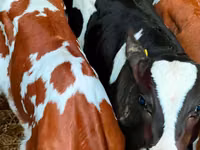 أبقار (دفعة، الجنس غير محدد), Russian Black pied cattle — الصورة 2