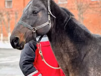 Yegua, Akhal-Teke — foto 1